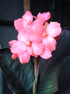 Dawn Pink Canna Lily