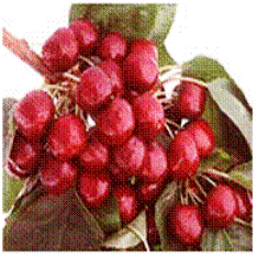 Lapin cherry