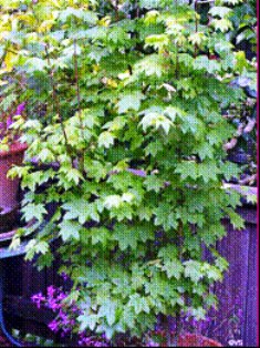 Vine Maple tree 